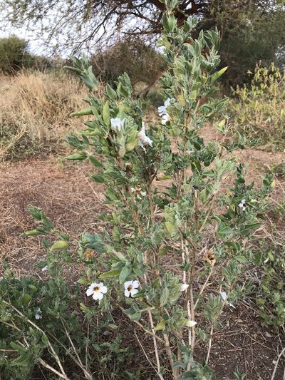 Petalidium aromaticum, photographed by rosshawkins