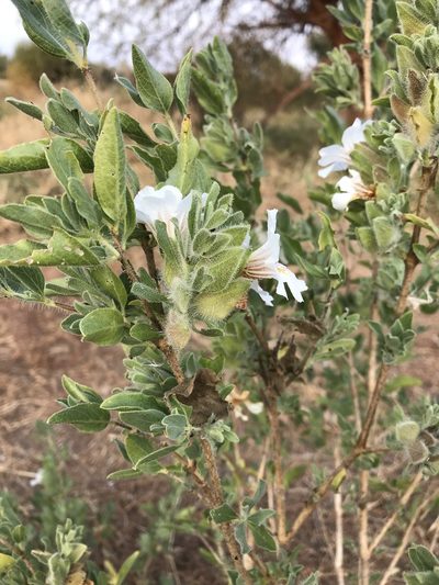 Petalidium aromaticum, photographed by rosshawkins
