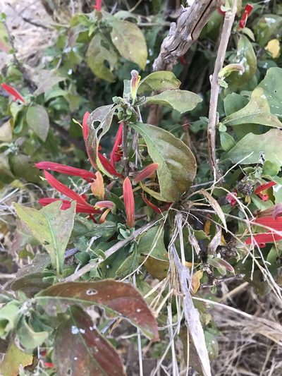 Anisotes rogersii, photographed by rosshawkins