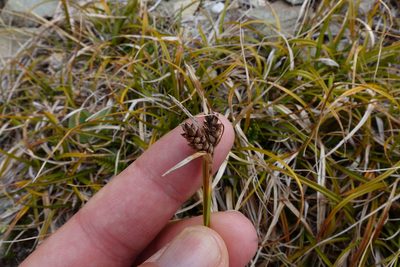 Carex wakatipu, photographed by John Barkla