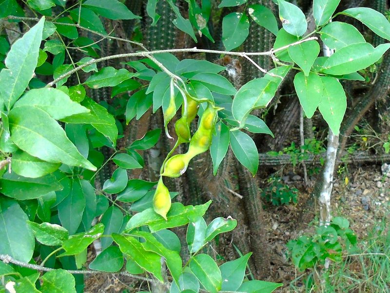Lonchocarpus lanceolatus, photographed by Francisco Farriols Sarabia