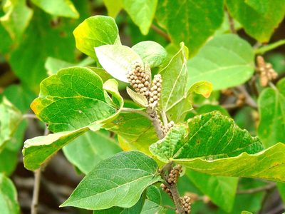 Croton lindquistii, photographed by Francisco Farriols Sarabia