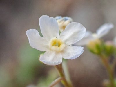 Hackelia cusickii, photographed by Trevor Van Loon