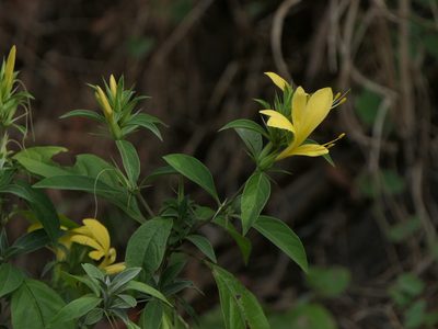 Barleria prionitis, photographed by Dinesh Valke