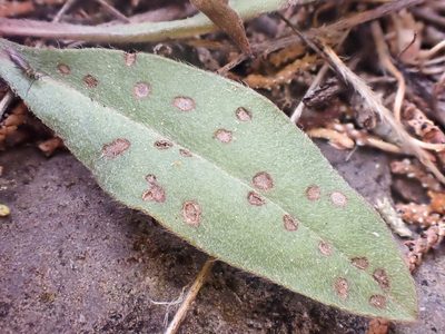 Hackelia cusickii, photographed by Trevor Van Loon