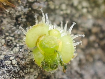 Hackelia cusickii, photographed by Trevor Van Loon
