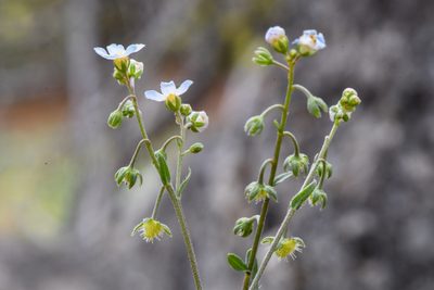Hackelia cusickii, photographed by Trevor Van Loon