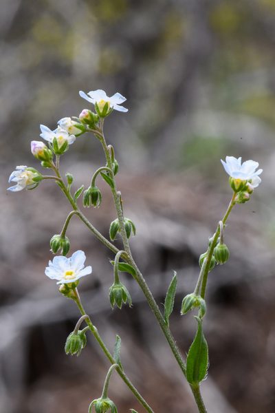 Hackelia cusickii, photographed by Trevor Van Loon