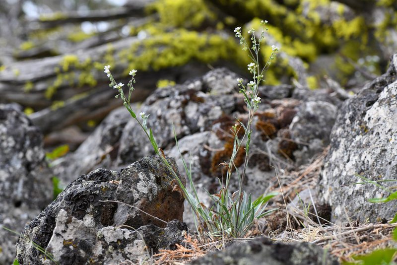Hackelia cusickii, photographed by Trevor Van Loon