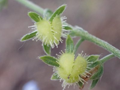 Hackelia cusickii, photographed by Trevor Van Loon
