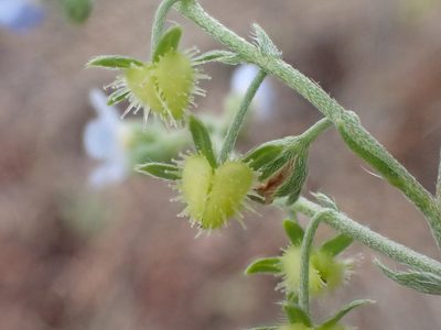 Hackelia cusickii, photographed by Trevor Van Loon