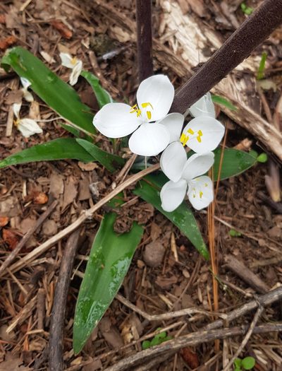 Weldenia candida, photographed by Eugenio Padilla