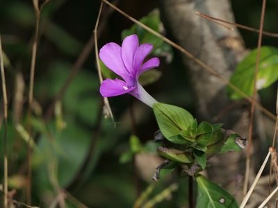 Barleria prattensis, photographed by Dinesh Valke