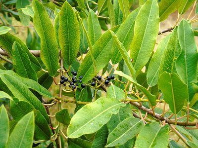 Sapium lateriflorum, photographed by Francisco Farriols Sarabia