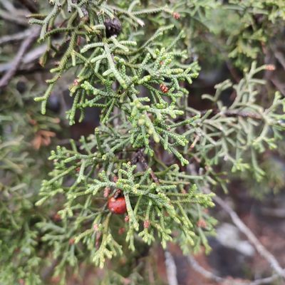Juniperus phoenicea, photographed by Quentin Groom