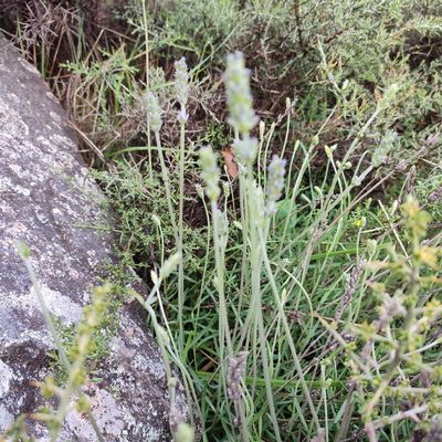 Lavandula angustifolia, photographed by Quentin Groom
