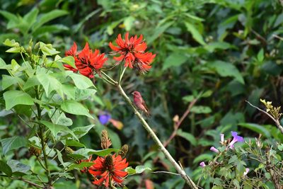 Erythrina variegata, photographed by Renjith Jacob Mathews