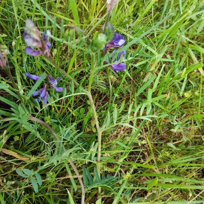 Vicia onobrychioides, photographed by Quentin Groom