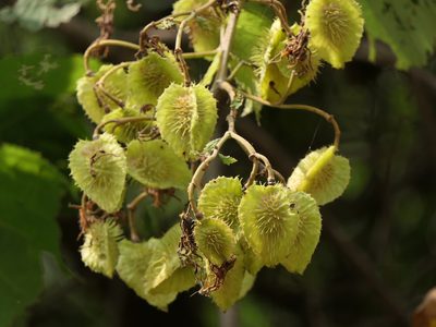 Erinocarpus nimmonii, photographed by Dinesh Valke