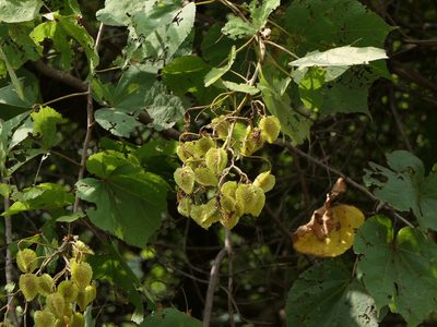 Erinocarpus nimmonii, photographed by Dinesh Valke