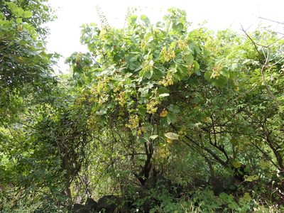Erinocarpus nimmonii, photographed by Dinesh Valke