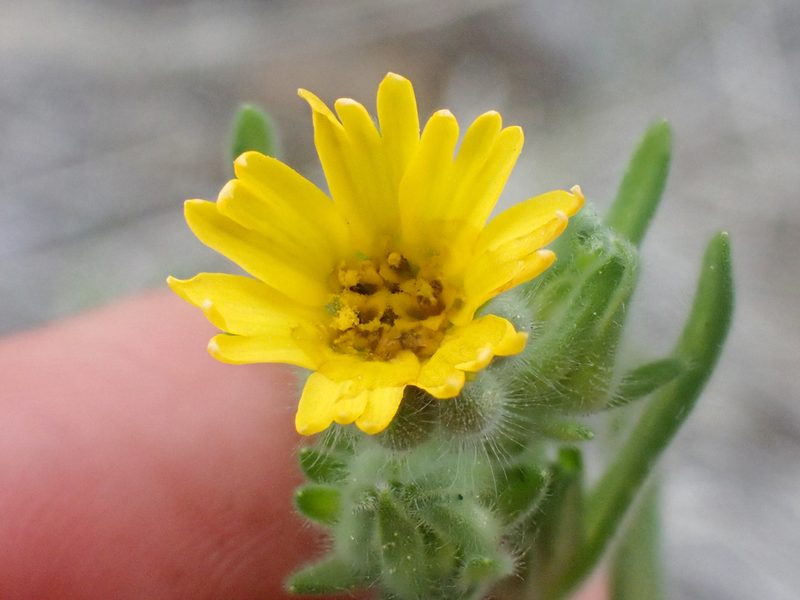 Madia citriodora, photographed by Trevor Van Loon