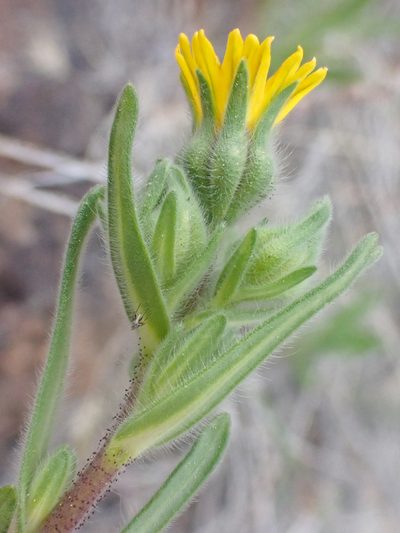 Madia citriodora, photographed by Trevor Van Loon