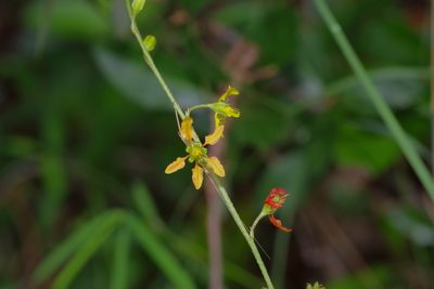 Galphimia angustifolia, photographed by Michelle W. （鍾偉瑋）