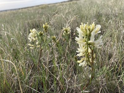 Astragalus pectinatus, photographed by Caleb Catto