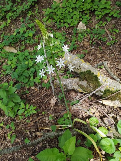 Ornithogalum arcuatum, photographed by sergleb