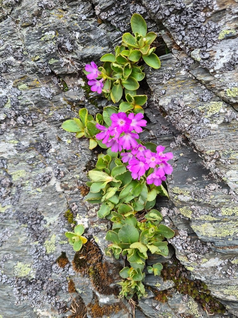 Primula villosa, photographed by Jacek Pietruszewski