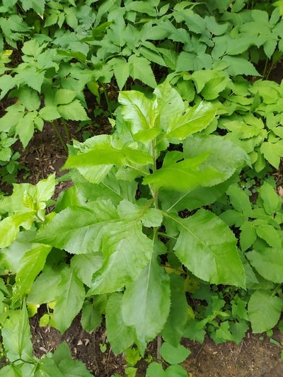 Lactuca bourgaei, photographed by sergleb