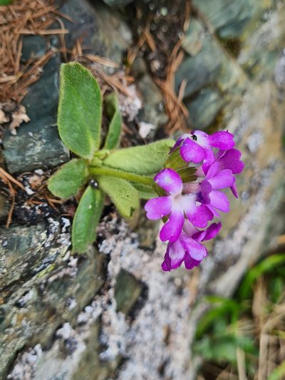 Primula villosa, photographed by Jacek Pietruszewski