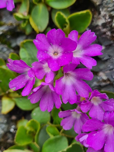Primula villosa, photographed by Jacek Pietruszewski