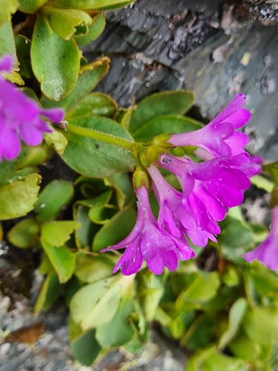 Primula villosa, photographed by Jacek Pietruszewski