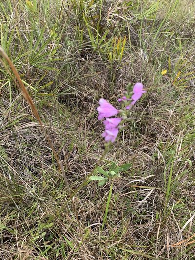 Physostegia purpurea, photographed by Jody Mask