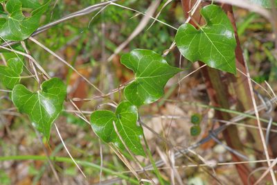 Matelea edwardsensis, photographed by Michelle W. （鍾偉瑋）