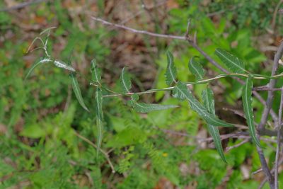Funastrum crispum, photographed by Michelle W. （鍾偉瑋）