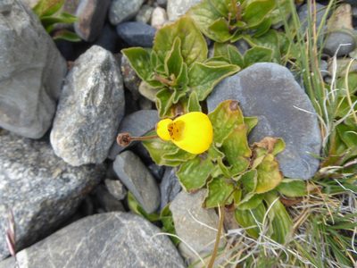 Calceolaria biflora, photographed by kkacheltje