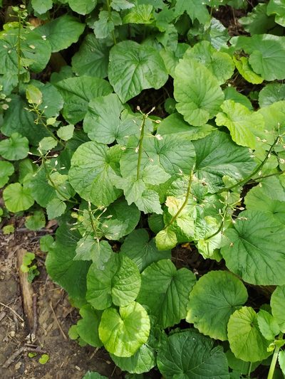Pachyphragma macrophyllum, photographed by sergleb