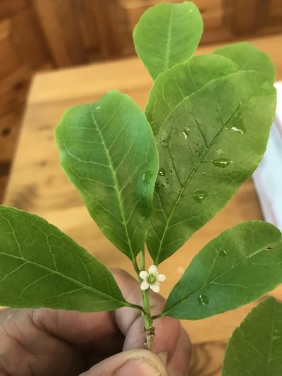Ilex laevigata, photographed by Desiree L. Narango