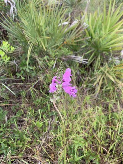 Physostegia purpurea, photographed by Jody Mask