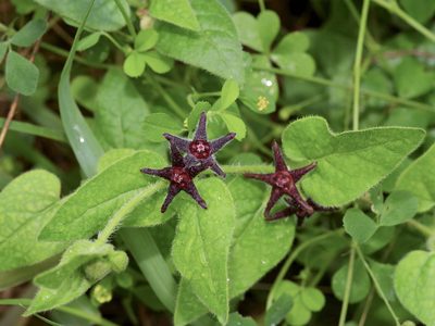 Chthamalia biflora, photographed by Michelle W. （鍾偉瑋）