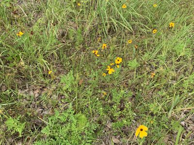 Coreopsis leavenworthii, photographed by Jody Mask