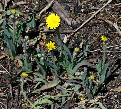 Pilosella piloselloides, photographed by Ian Whyte