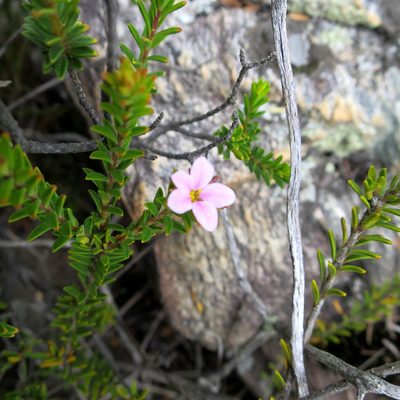 Acmadenia rupicola, photographed by Di Turner