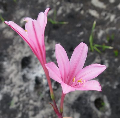 Cyrtanthus debilis, photographed by Di Turner