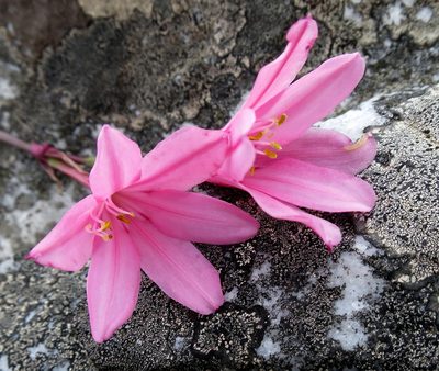 Cyrtanthus debilis, photographed by Di Turner