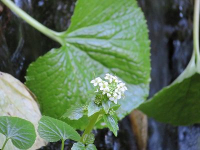 Eutrema japonicum, photographed by Marco Mussita
