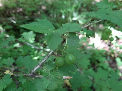Ribes missouriense, photographed by florawhite